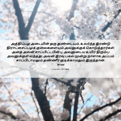 Picture 06 - 1 சாமுவேல் 30:12 TAMIRV - அத்திப்பழ அடையின் - Bible Verse Picture