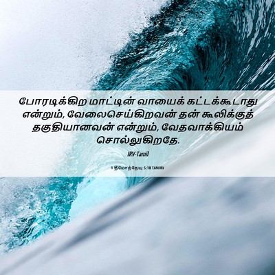 Picture 06 - 1 தீமோத்தேயு 5:18 TAMIRV - போரடிக்கிற - Bible Verse Picture