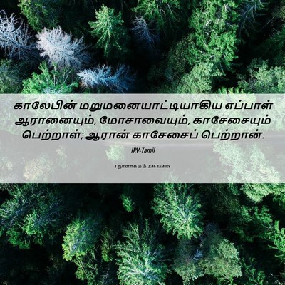 Picture 06 - 1 நாளாகமம் 2:46 TAMIRV - காலேபின் - Bible Verse Picture