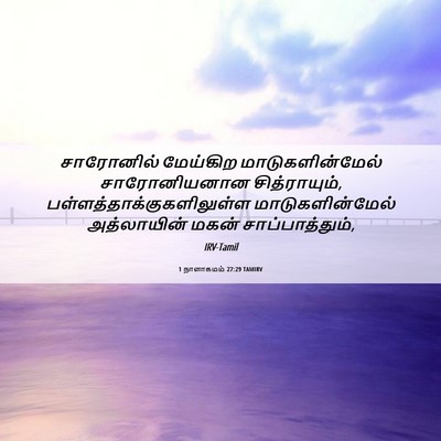 Picture 06 - 1 நாளாகமம் 27:29 TAMIRV - சாரோனில் மேய்கிற - Bible Verse Picture