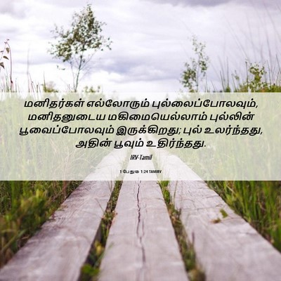 Picture 06 - 1 பேதுரு 1:24 TAMIRV - மனிதர்கள் - Bible Verse Picture