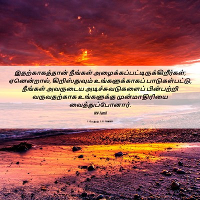 Picture 06 - 1 பேதுரு 2:21 TAMIRV - இதற்காகத்தான் - Bible Verse Picture