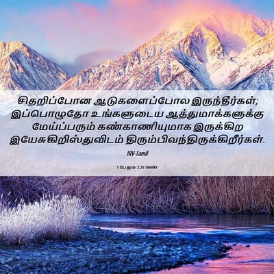 Picture 06 - 1 பேதுரு 2:25 TAMIRV - சிதறிப்போன - Bible Verse Picture