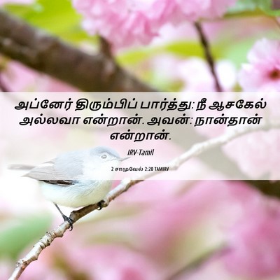 Picture 06 - 2 சாமுவேல் 2:20 TAMIRV - அப்னேர் - Bible Verse Picture