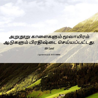 Picture 06 - 2 நாளாகமம் 29:33 TAMIRV - அறுநூறு காளைகளும் - Bible Verse Picture