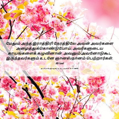 Picture 06 - அப்போஸ்தலருடைய நடபடிகள் 16:33 TAMIRV - மேலும் அந்த - Bible Verse Picture