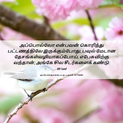Picture 06 - அப்போஸ்தலருடைய நடபடிகள் 19:1 TAMIRV - அப்பொல்லோ என்பவன் - Bible Verse Picture