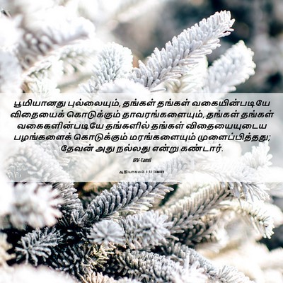 Picture 06 - ஆதியாகமம் 1:12 TAMIRV - பூமியானது - Bible Verse Picture