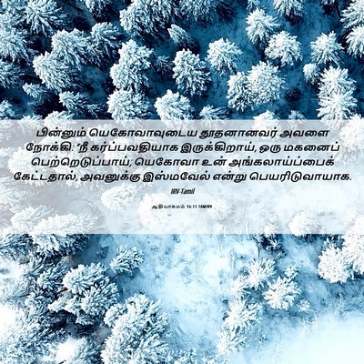 Picture 06 - ஆதியாகமம் 16:11 TAMIRV - பின்னும் - Bible Verse Picture