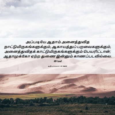 Picture 06 - ஆதியாகமம் 2:20 TAMIRV - அப்படியே ஆதாம் - Bible Verse Picture