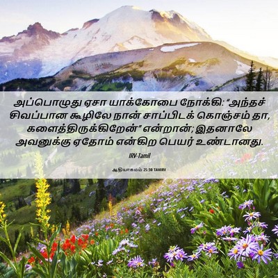 Picture 06 - ஆதியாகமம் 25:30 TAMIRV - அப்பொழுது ஏசா - Bible Verse Picture