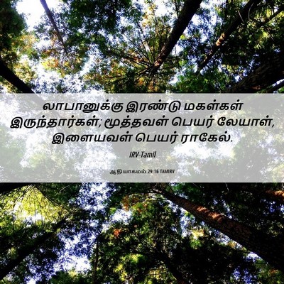 Picture 06 - ஆதியாகமம் 29:16 TAMIRV - லாபானுக்கு இரண்டு - Bible Verse Picture