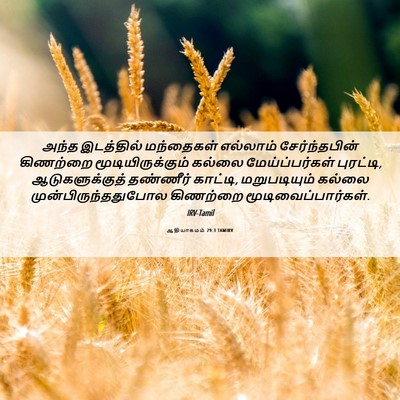 Picture 06 - ஆதியாகமம் 29:3 TAMIRV - அந்த இடத்தில் - Bible Verse Picture