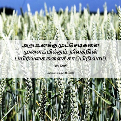 Picture 06 - ஆதியாகமம் 3:18 TAMIRV - அது உனக்கு - Bible Verse Picture