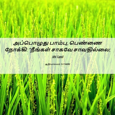 Picture 06 - ஆதியாகமம் 3:4 TAMIRV - அப்பொழுது பாம்பு, - Bible Verse Picture