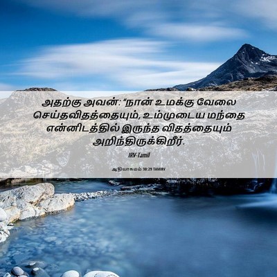Picture 06 - ஆதியாகமம் 30:29 TAMIRV - அதற்கு அவன்: “நான் - Bible Verse Picture