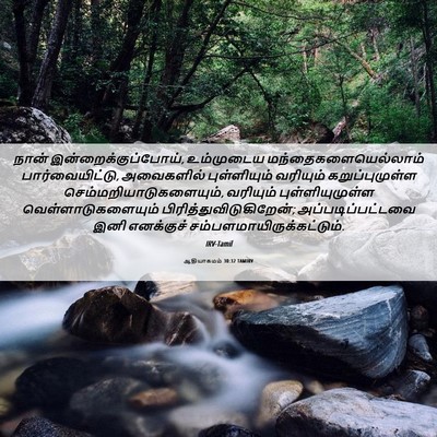 Picture 06 - ஆதியாகமம் 30:32 TAMIRV - நான் - Bible Verse Picture