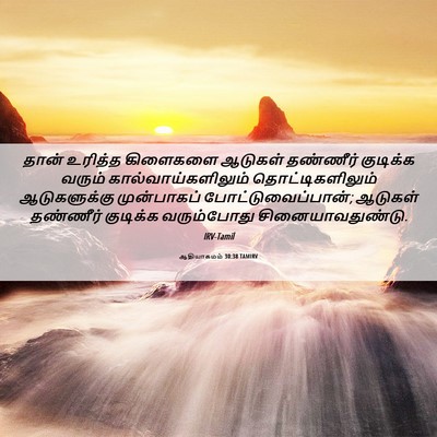 Picture 06 - ஆதியாகமம் 30:38 TAMIRV - தான் உரித்த - Bible Verse Picture