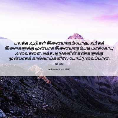 Picture 06 - ஆதியாகமம் 30:41 TAMIRV - பலத்த ஆடுகள் - Bible Verse Picture
