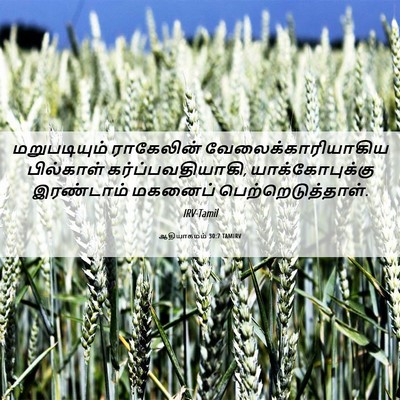 Picture 06 - ஆதியாகமம் 30:7 TAMIRV - மறுபடியும் - Bible Verse Picture