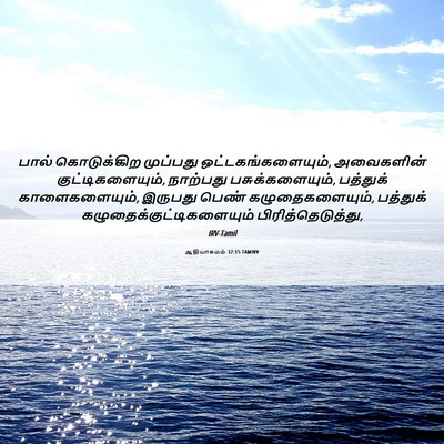 Picture 06 - ஆதியாகமம் 32:15 TAMIRV - பால் கொடுக்கிற - Bible Verse Picture