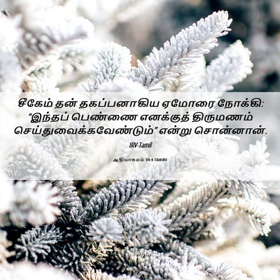 Picture 06 - ஆதியாகமம் 34:4 TAMIRV - சீகேம் தன் - Bible Verse Picture