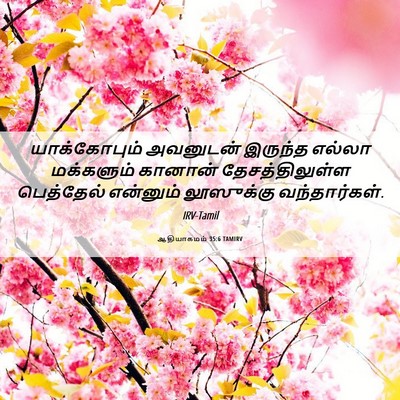 Picture 06 - ஆதியாகமம் 35:6 TAMIRV - யாக்கோபும் - Bible Verse Picture