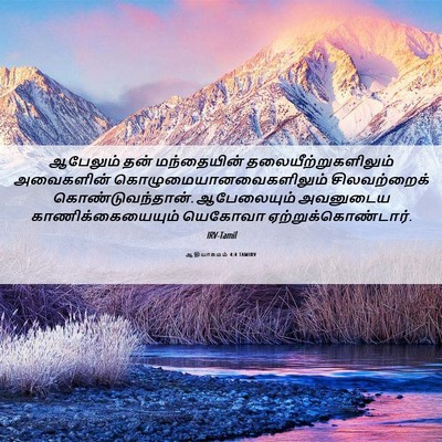 Picture 06 - ஆதியாகமம் 4:4 TAMIRV - ஆபேலும் தன் - Bible Verse Picture