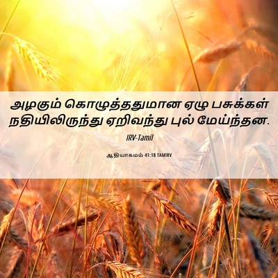 Picture 06 - ஆதியாகமம் 41:18 TAMIRV - அழகும் - Bible Verse Picture