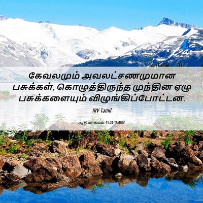 Picture 06 - ஆதியாகமம் 41:20 TAMIRV - கேவலமும் - Bible Verse Picture