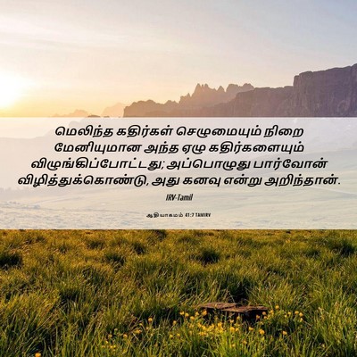 Picture 06 - ஆதியாகமம் 41:7 TAMIRV - மெலிந்த கதிர்கள் - Bible Verse Picture