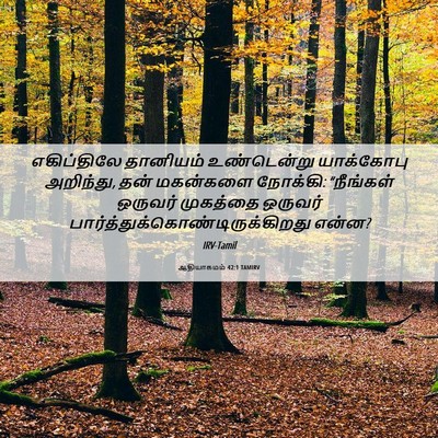 Picture 06 - ஆதியாகமம் 42:1 TAMIRV - எகிப்திலே தானியம் - Bible Verse Picture