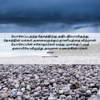 Picture 06 - ஆதியாகமம் 42:6 TAMIRV - யோசேப்பு அந்த - Bible Verse Picture