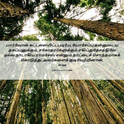 Picture 06 - ஆதியாகமம் 47:11 TAMIRV - பார்வோன் - Bible Verse Picture