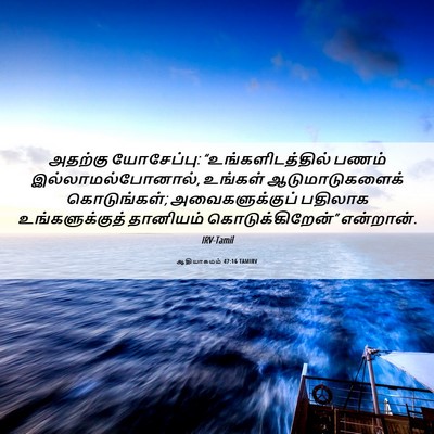 Picture 06 - ஆதியாகமம் 47:16 TAMIRV - அதற்கு யோசேப்பு: - Bible Verse Picture