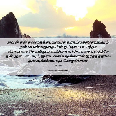 Picture 06 - ஆதியாகமம் 49:11 TAMIRV - அவன் தன் - Bible Verse Picture