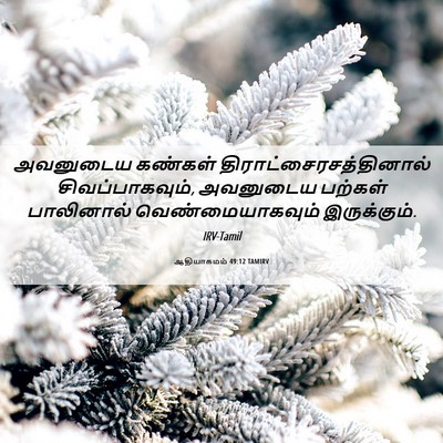 Picture 06 - ஆதியாகமம் 49:12 TAMIRV - அவனுடைய கண்கள் - Bible Verse Picture
