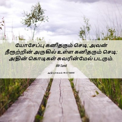 Picture 06 - ஆதியாகமம் 49:22 TAMIRV - யோசேப்பு கனிதரும் - Bible Verse Picture