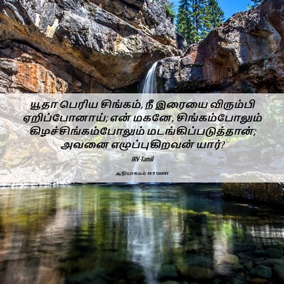 Picture 06 - ஆதியாகமம் 49:9 TAMIRV - யூதா பெரிய - Bible Verse Picture