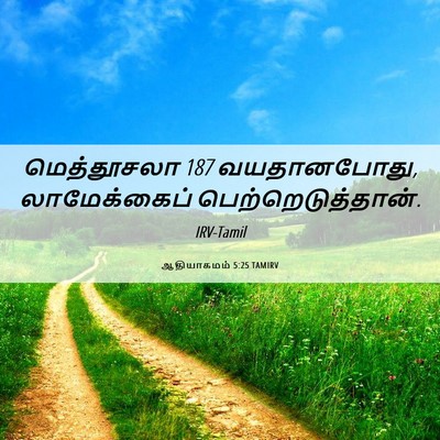 Picture 06 - ஆதியாகமம் 5:25 TAMIRV - மெத்தூசலா 187 - Bible Verse Picture