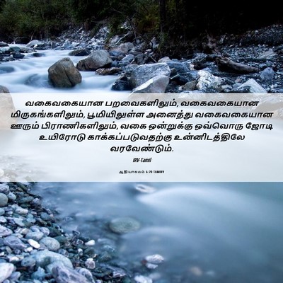 Picture 06 - ஆதியாகமம் 6:20 TAMIRV - வகைவகையான - Bible Verse Picture