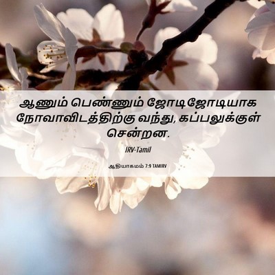 Picture 06 - ஆதியாகமம் 7:9 TAMIRV - ஆணும் பெண்ணும் - Bible Verse Picture