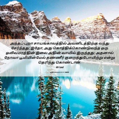 Picture 06 - ஆதியாகமம் 8:11 TAMIRV - அந்தப் புறா - Bible Verse Picture