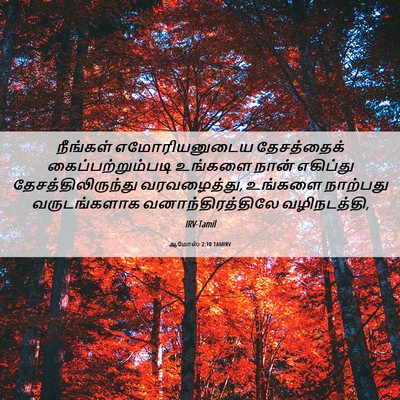 Picture 06 - ஆமோஸ் 2:10 TAMIRV - நீங்கள் - Bible Verse Picture