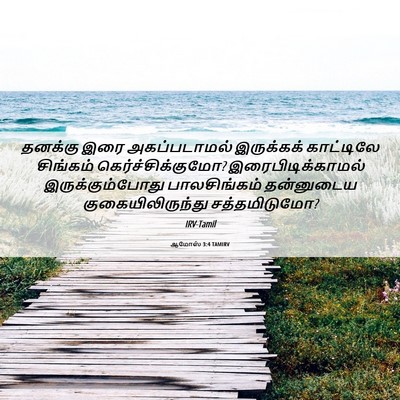 Picture 06 - ஆமோஸ் 3:4 TAMIRV - தனக்கு இரை - Bible Verse Picture