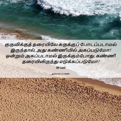 Picture 06 - ஆமோஸ் 3:5 TAMIRV - குருவிக்குத் - Bible Verse Picture