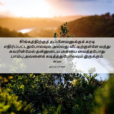 Picture 06 - ஆமோஸ் 5:19 TAMIRV - சிங்கத்திற்குத் - Bible Verse Picture