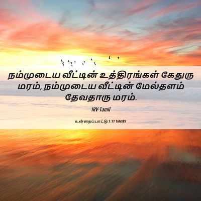 Picture 06 - உன்னதப்பாட்டு 1:17 TAMIRV - நம்முடைய வீட்டின் - Bible Verse Picture