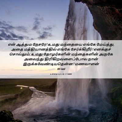 Picture 06 - உன்னதப்பாட்டு 1:7 TAMIRV - என் ஆத்தும நேசரே! - Bible Verse Picture