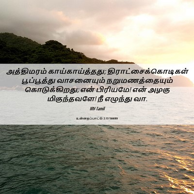 Picture 06 - உன்னதப்பாட்டு 2:13 TAMIRV - அத்திமரம் - Bible Verse Picture